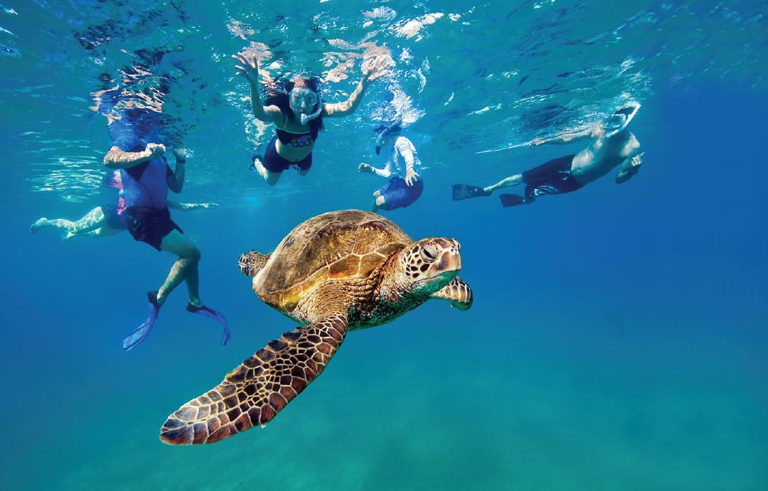 Snorkel with turtles